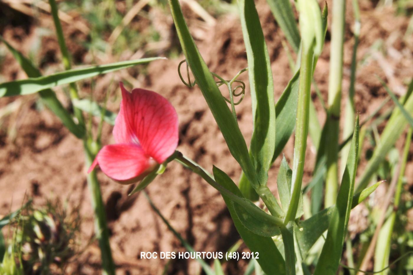 Vetchling, Red plant